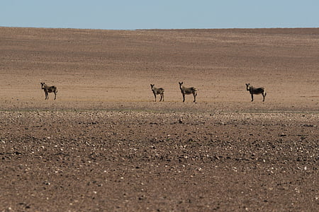 Zebras, ørkenen, varme, tørke, landskapet, Afrika, dyreliv