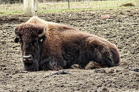 bison, buffalo, wild, american buffalo