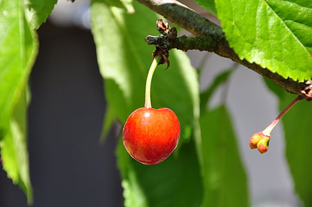cherry, summer, garden, green fruit tree, leaf, fruit, nature