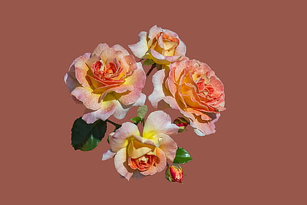 Bad kissingen, jardin de roses, fleur rose, fermer, roses, floribunda limes bijou, fleur