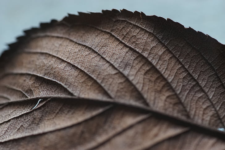 close-up, dry leaf, leaf, macro, nature, autumn, backgrounds