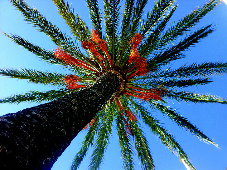 palm tree, alcocebre, nature