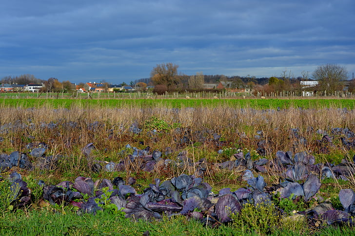 red cabbage, field, air, blue sky, landscape