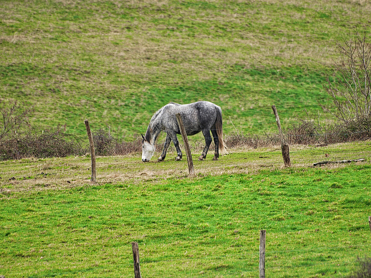 con ngựa, Prado, màu xanh lá cây, solo, hàng rào, đồng cỏ, Thiên nhiên