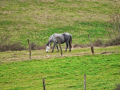 caballo, Prado, verde, solo, cerca de, los pastos, naturaleza