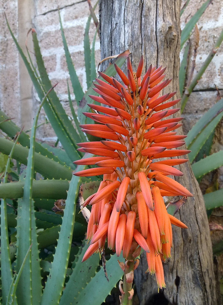 Aloe, flor, África, naturaleza, planta, suculenta, rojo