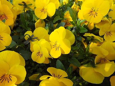 Pansy, Hoa, mùa xuân, đóng, Blossom, nở hoa, màu vàng