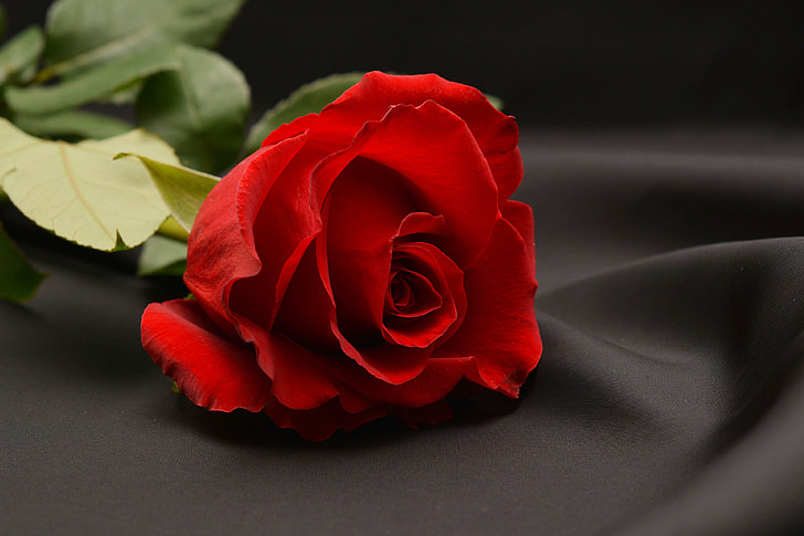 růže, červená, červená růže, květ, květ, Bloom, Romantika