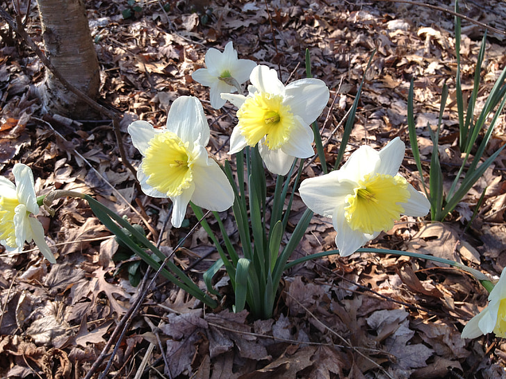 Daffodils, bunga, kuning, putih, musim semi, bunga, Blossom