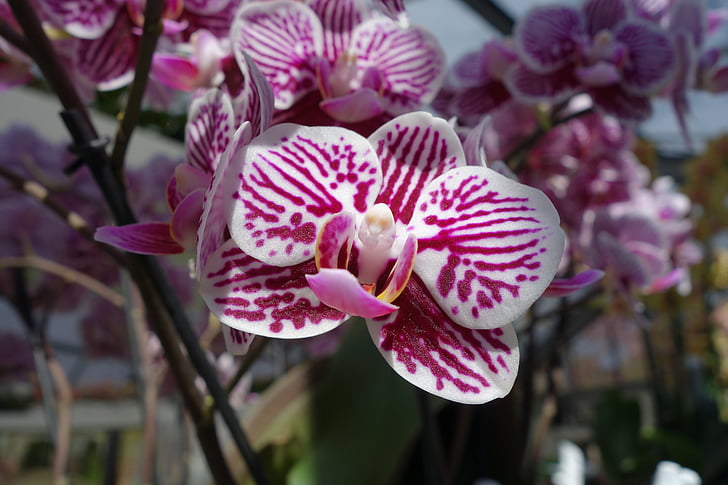 orkideat, kukka, kasvi, valkoinen, vaaleanpunainen, Luonto, Orchid