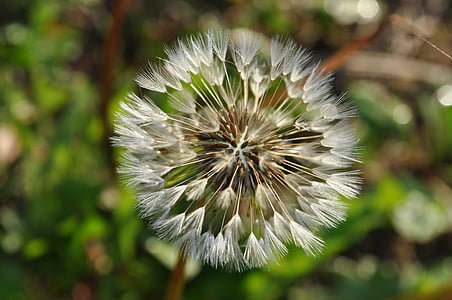 flower, dandelion, dry, seesd, fluffy, nature, close-up