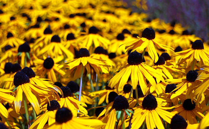 flowers, sun hat, flower, yellow, bloom, close, garden