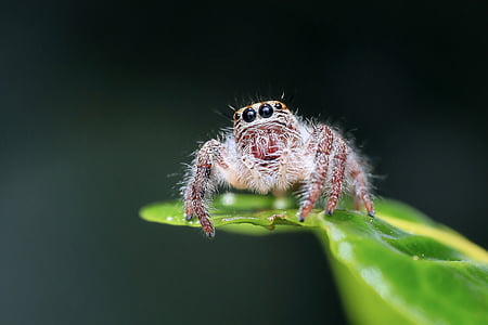 springende edderkop, edderkop, insekt, makro, dyr, øje, udendørs
