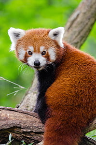 schattig, dier, dieren fotografie, schattig, harige, buitenshuis, Rode panda