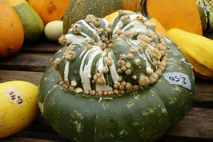 bí ngô, Gourd, mùa thu
