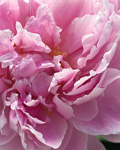 꽃, 핑크, 핑크 꽃, rosebush, 창백한 핑크, 여름 꽃, 정원
