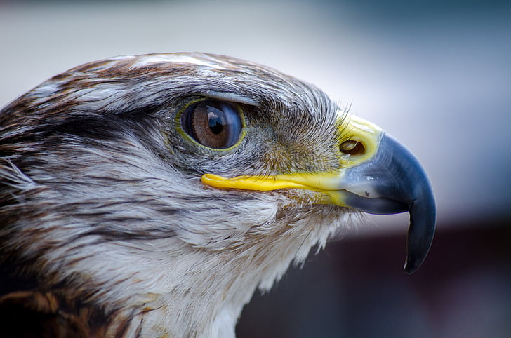 animal, beak, bird, close-up, falcon, nature, plumage