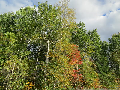medžiai, Gamta, rudenį, natūralus, lapija