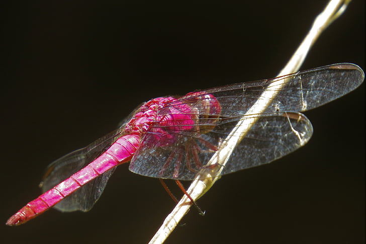 Dragonfly, insect, arthropod, kleur roze, dier, encyclopedie, natuur