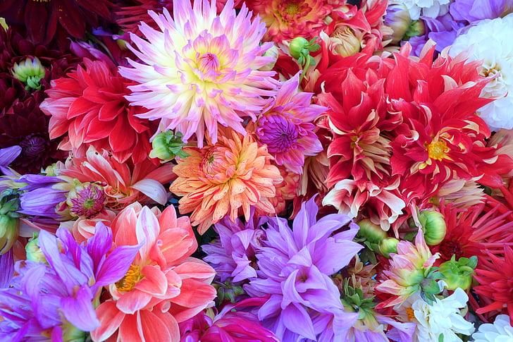 λουλούδια, Ντάλια, φόντο, πολύχρωμα, Όμορφο, άνθος, πέταλο