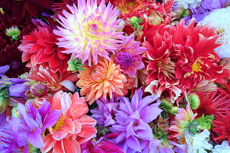 lilled, Dahlia, taust, värvilised, Kaunis, õis, kroonleht