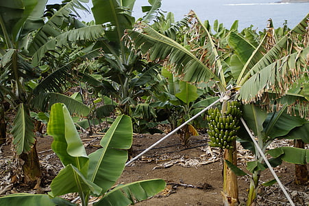 bananas, banana plantation, support, hard, banana shrub, banana plant, plantation