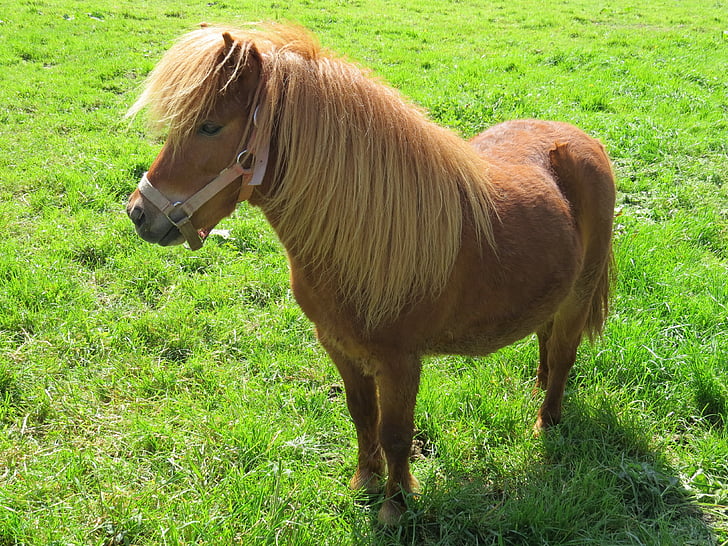 Pony, animales de compañía, granja