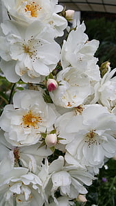 Hoa hồng, Hồng Hoa, thực vật, chùm hoa hình tán, mùi thơm, trắng, Đẹp