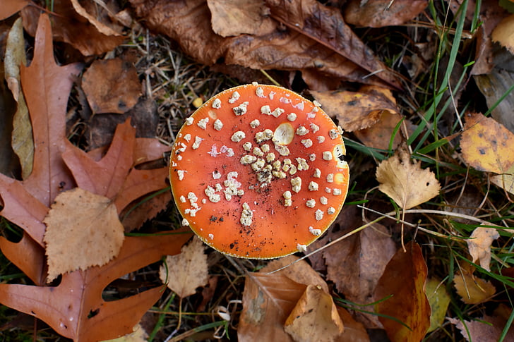 cogumelo, agaric, natureza, Outono, cogumelos, mata-moscas, vermelho com pontos brancos