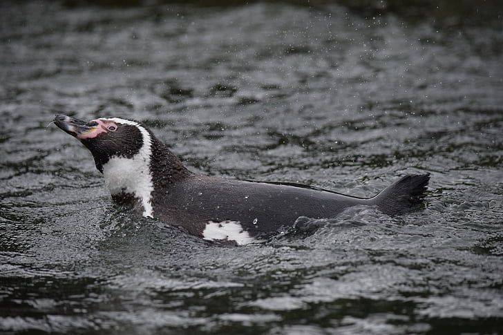 chim cánh cụt, nước, bơi lội, spetters