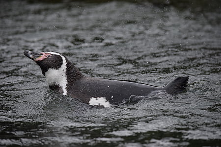 pingvin, vand, svømning, spetters
