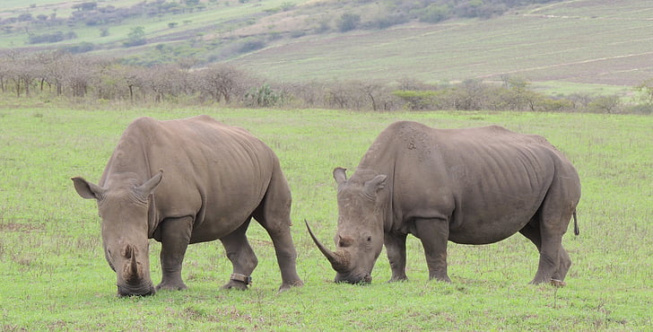 Rhino, Spiel, Horn