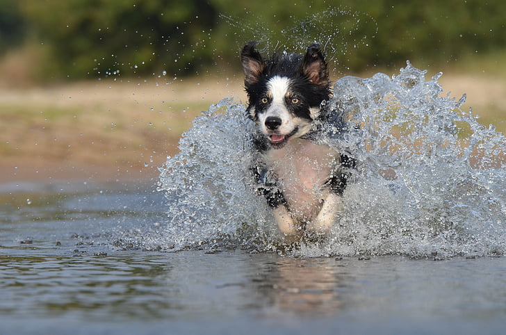 melompat, air, anjing gembala Inggris, musim panas, anjing, hewan peliharaan, anjing