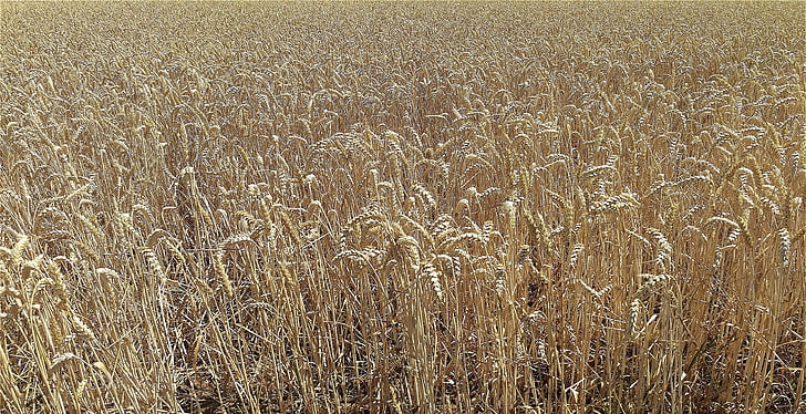 field, cereals, agriculture, nature, field crops, wheat field
