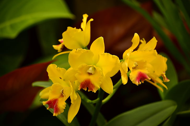 orchids, cymbidiums, flowers, exotic, tropical, yellow, atlanta
