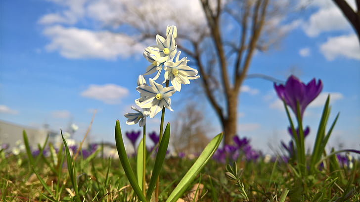 louka, květ, Bloom, květ, bílá