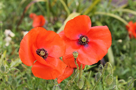 Poppy, Prancis, hari peringatan, bunga, padang rumput, merah, musim semi