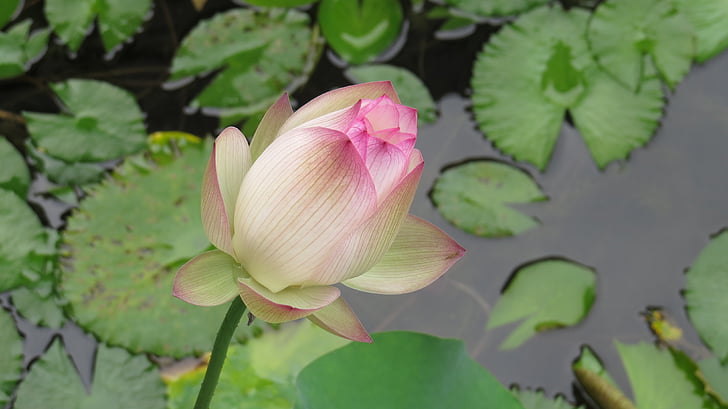 Lotus, ekologi, dammen, vattenverket, Lily pad