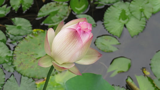 Lotus, Ecologia, Estany, planta d'aigua, Lily pad