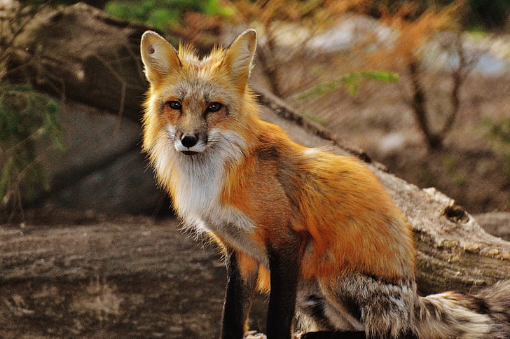 Fuchs, hewan liar, Predator, dunia hewan, hewan hutan, alam, Taman Margasatwa