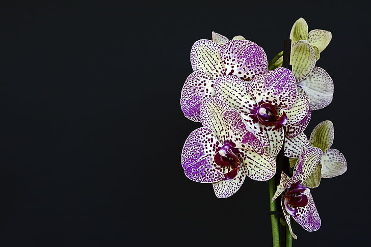orkideat, kukat, Blossom, Bloom, valkoinen violetti, orkidea kukka, violetti