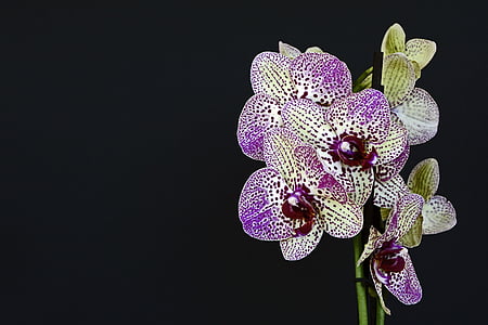 orquídeas, flores, flor, flor, Violeta branca, flor da orquídea, roxo