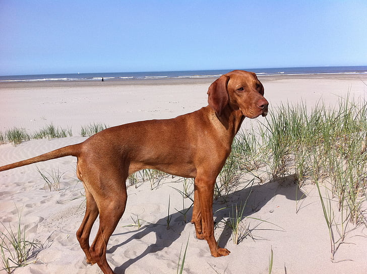 Vizsla, пляж, собака, Домашние животные, мне?, песок, Домашние животные