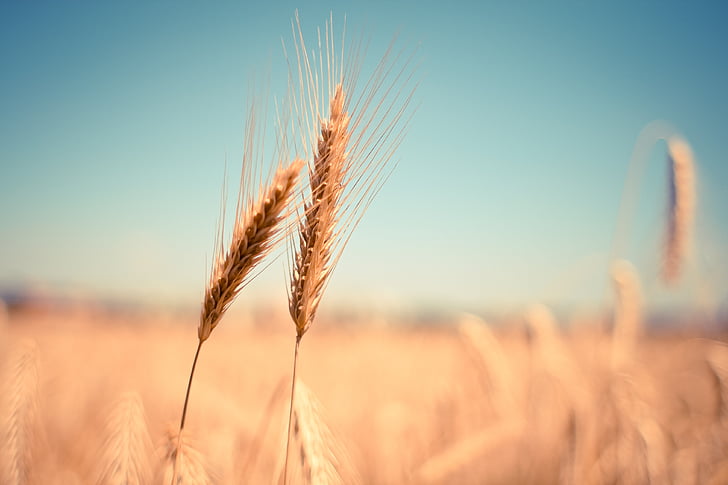 pšenice, ucho, suché, sklizeň, podzim, léto, obiloviny