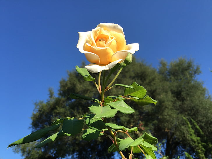 bunga, mawar kuning, alam