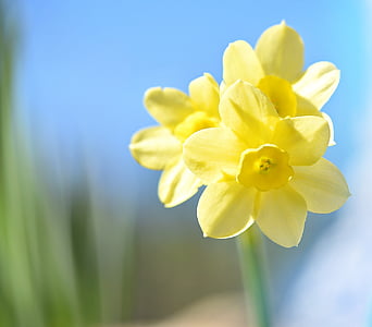 Narcissus, blomst, gul, gul blomst, vårblomst, tidlig bloomer, hage