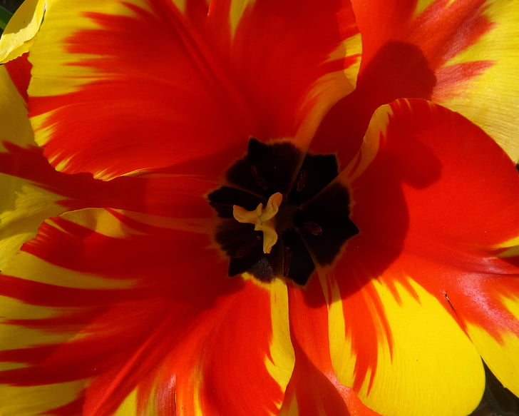 Tulipan, cvet, cvet, Odprite cvet, pisane, ogenj oranžna, cvet