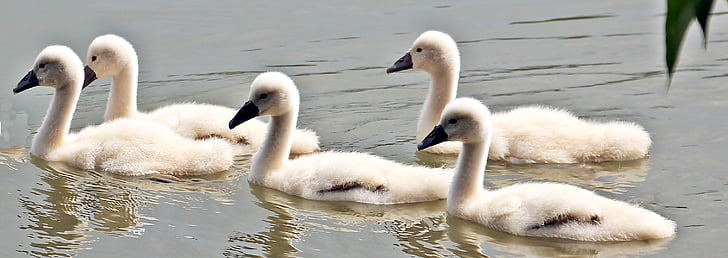 labuť, Swan-baby, dětské labuť, vodní pták, voda, jezero, Fajn