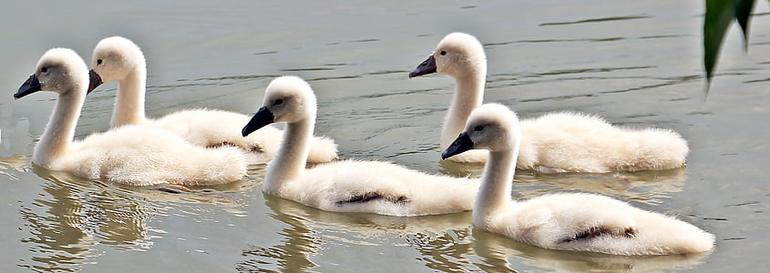 Luik, Luik-baby, Baby swan, vee lind, vee, Lake, Nunnu