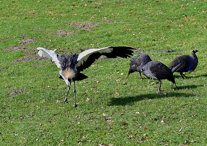 grey crowned crane, headdress, animal world, balearica pavonina, dance, feather, crane